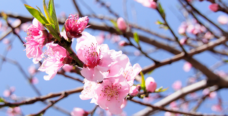 cherry blossom