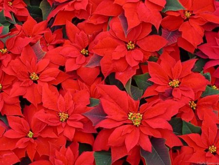 Poinsettia